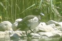 Aythya fuligula