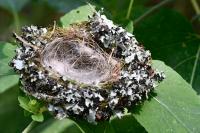 Fringilla coelebs