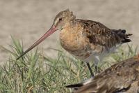 Limosa lapponica
