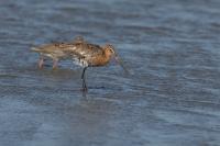 Limosa limosa