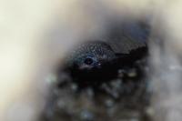 Alcedo atthis