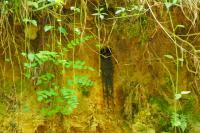 Alcedo atthis