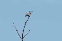 Coracias garrulus