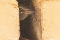 Coracias garrulus