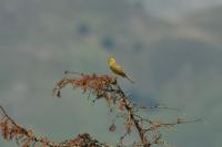 Emberiza citrinella