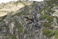 Gypaetus barbatus