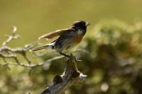 Saxicola rubicola