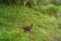Phasianus colchicus