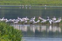 Platalea leucorodia