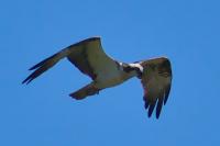 Pandion haliaetus