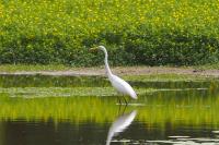 Ardea alba