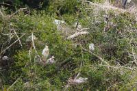 Bubulcus ibis