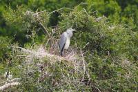 Ardea cinerea