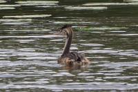 Podiceps cristatus