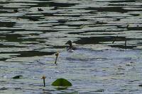 Anas platyrhynchos