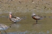 Calidris ferruginea