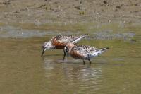 Calidris ferruginea