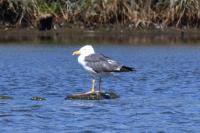 Larus fuscus