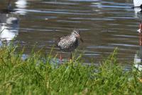 Tringa totanus