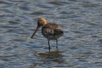 Limosa limosa