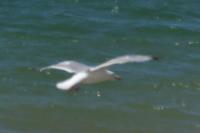 Larus argentatus