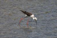 Himantopus himantopus