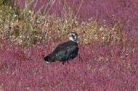 Vanellus vanellus