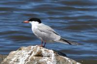 Sterna hirundo