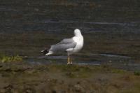 Larus michahellis