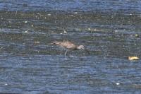 Numenius phaeopus