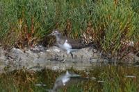 Actitis hypoleucos
