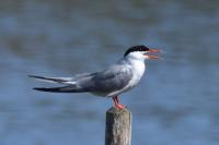 Sterna hirundo