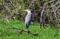 Ardea cinerea