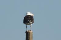 Larus marinus