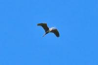 Ardea purpurea