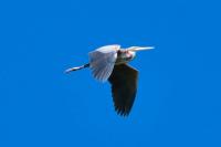 Ardea purpurea