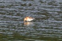 Limosa limosa