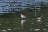 Limosa limosa
