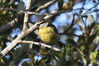 Cyanistes caeruleus