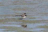 Motacilla alba