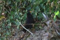 Turdus merula