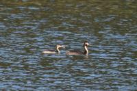 Podiceps cristatus