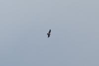 Circaetus gallicus