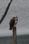 Pandion haliaetus