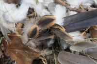 Streptopelia turtur