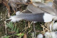 Streptopelia turtur