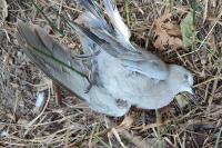 Streptopelia decaocto