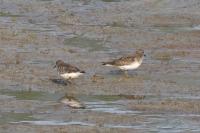 Calidris temminckii