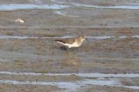 Calidris temminckii