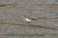 Calidris temminckii
